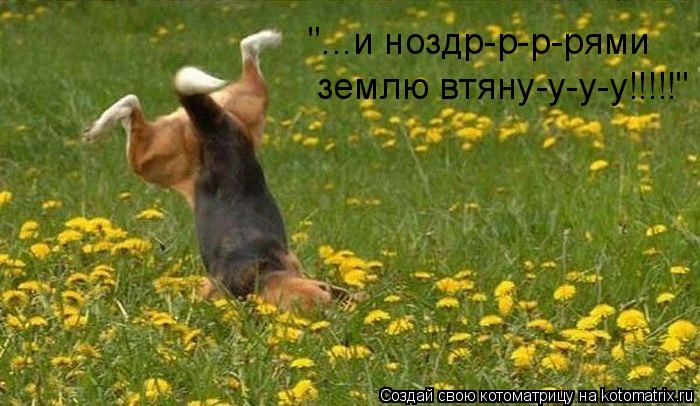 "...и ноздр-р-р-рями землю втяну-у-у-у!!!!!"... Котоматрица: "...и ноздр-р-р-рями землю втяну-у-у-у!!!!!"