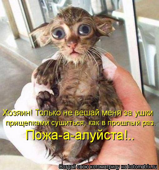 Хозяин! Только не вешай меня за ушки прищепками сушиться, как в прошлый раз. Пожа-а-алуйста!..... Котоматрица: Хозяин! Только не вешай меня за ушки прищепками сушиться, как в прошлый раз. Пожа-а-алуйста!..