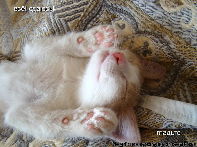 всё! сдаюсь! гладьте... Котоматрица: всё! сдаюсь! гладьте