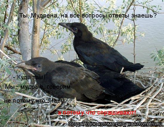 - Ты, Мудрена, на все вопросы ответы знаешь? - Куда там! Мы - мудрые, говорим не потому что знаем, а... Котоматрица: - Ты, Мудрена, на все вопросы ответы знаешь? - Куда там! Мы - мудрые, говорим не потому что знаем, а потому что спрашивают!