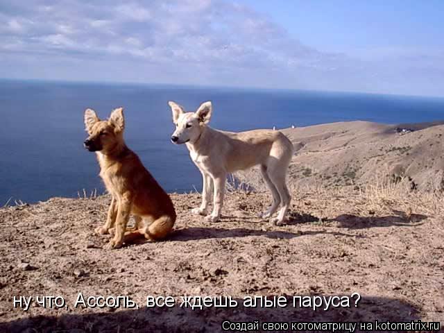 ну что, Ассоль, все ждешь алые паруса?... Котоматрица: ну что, Ассоль, все ждешь алые паруса?