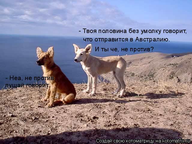 - Твоя половина без умолку говорит, что отправится в Австралию. И ты че, не против? - Неа, не против... Котоматрица: - Твоя половина без умолку говорит, что отправится в Австралию. И ты че, не против? - Неа, не против, пущай говорит.