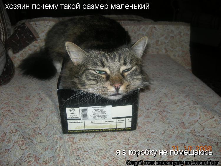 Котоматрица: хозяин почему такой размер маленький я в коробку не помещаюсь
