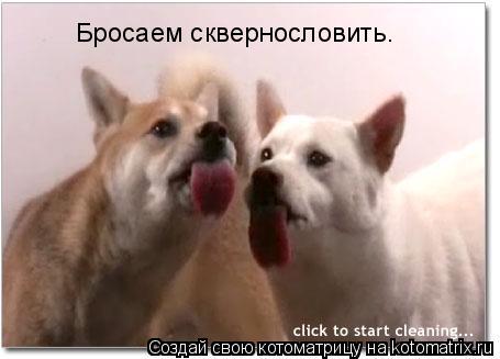 Котоматрица: Бросаем сквернословить.