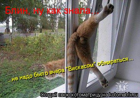 Котоматрица: Блин, ну как знала... ...не надо было вчера "Вискасом" обжираться...