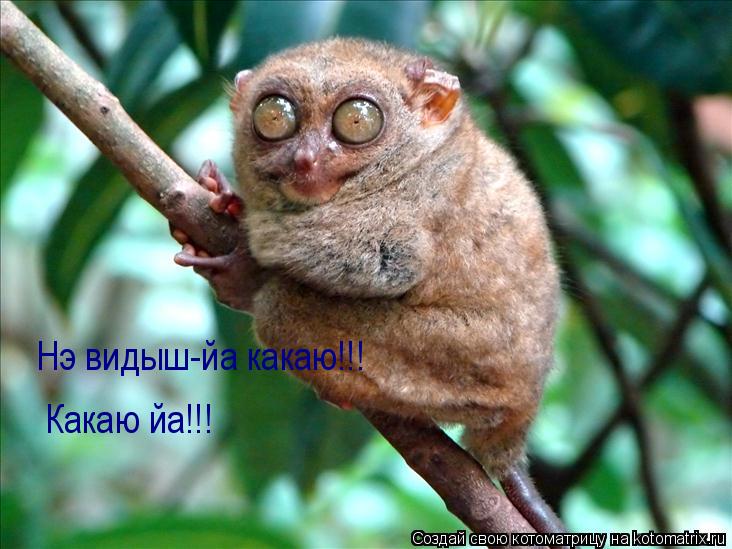 Котоматрица: Какаю йа!!! Нэ видыш-йа какаю!!!