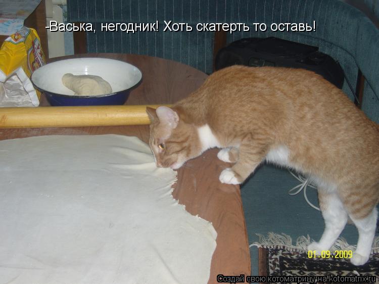 Котоматрица: -Васька, негодник! Хоть скатерть то оставь!