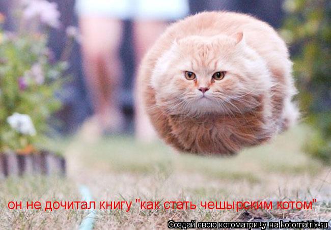 он не дочитал книгу "как стать чешырским котом"... Котоматрица: он не дочитал книгу "как стать чешырским котом"