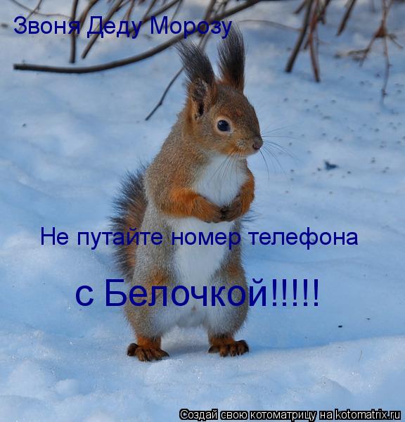 Котоматрица: Звоня Деду Морозу  Не путайте номер телефона  с Белочкой!!!!!
