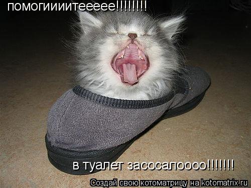 Котоматрица: помогиииитеееее!!!!!!!! в туалет засосалоооо!!!!!!!