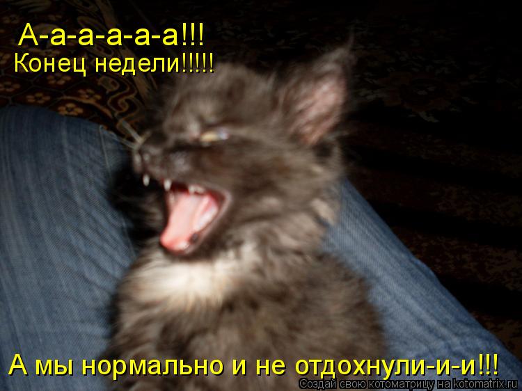 Котоматрица: А-а-а-а-а-а!!! Конец недели!!!!! А мы нормально и не отдохнули-и-и!!!