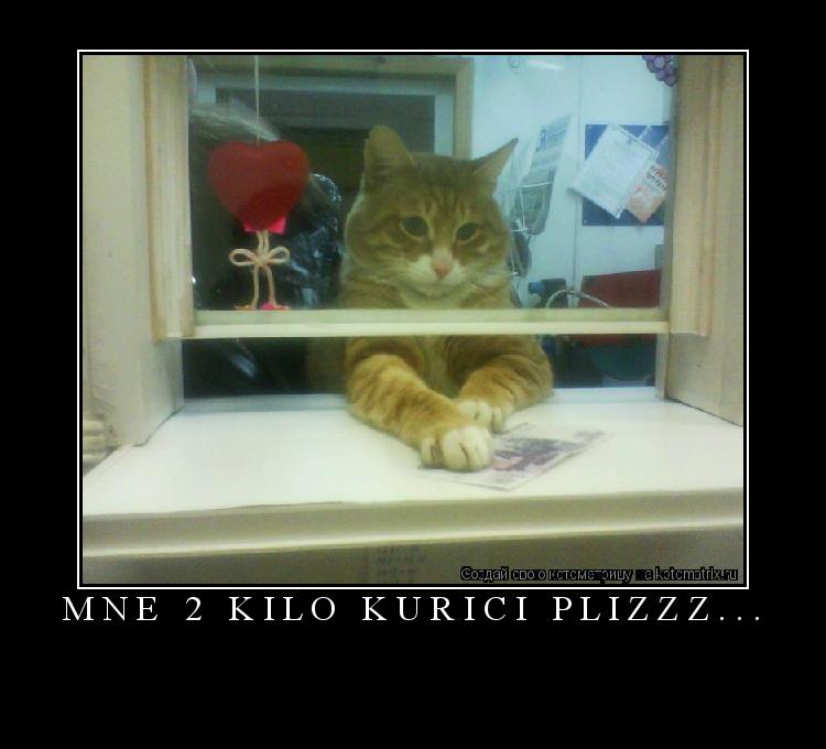 ... Котоматрица:
