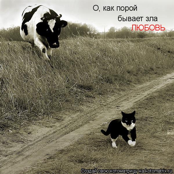 Котоматрица: О, как порой бывает зла ЛЮБОВЬ