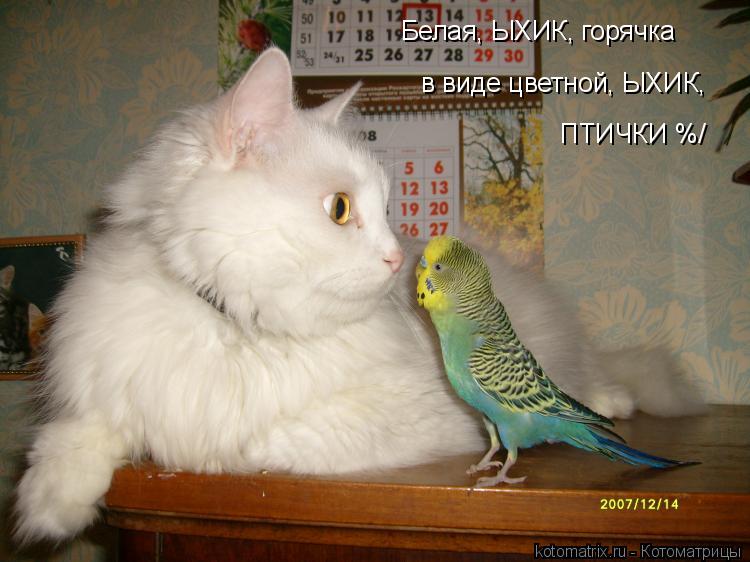 Котоматрица: Белая, ЫХИК, горячка в виде цветной, ЫХИК, ПТИЧКИ %/