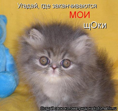Котоматрица: Угадай, где заканчиваются МОИ щОки