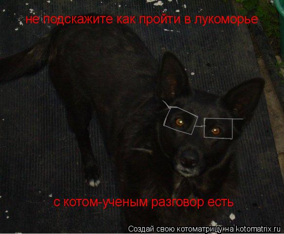 с котом-ученым разговор есть не подскажите как пройти в лукоморье... Котоматрица: с котом-ученым разговор есть не подскажите как пройти в лукоморье