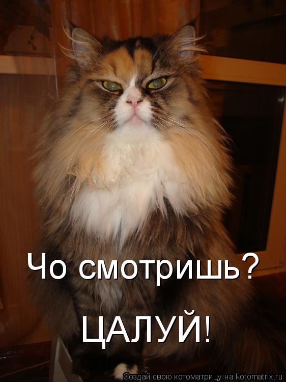 Чо смотришь? ЦАЛУЙ!... Котоматрица: Чо смотришь? ЦАЛУЙ!