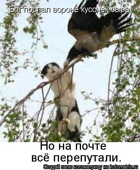 Бог послал вороне кусочек сыра Но на почте всё перепутали.... Котоматрица: Бог послал вороне кусочек сыра Но на почте всё перепутали.