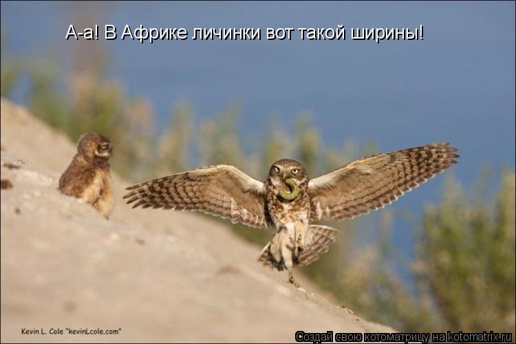 А-а! В Африке личинки вот такой ширины!... Котоматрица: А-а! В Африке личинки вот такой ширины!