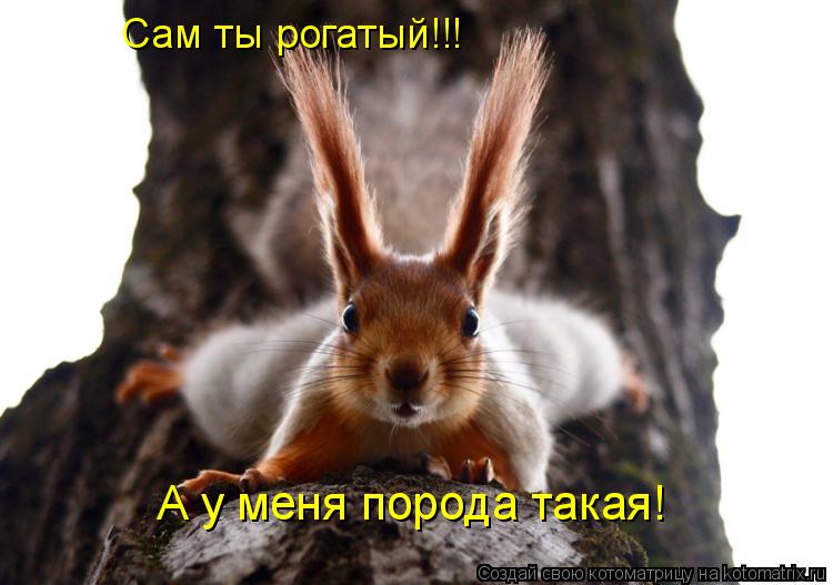 Сам ты рогатый!!! А у меня порода такая!... Котоматрица: Сам ты рогатый!!! А у меня порода такая!