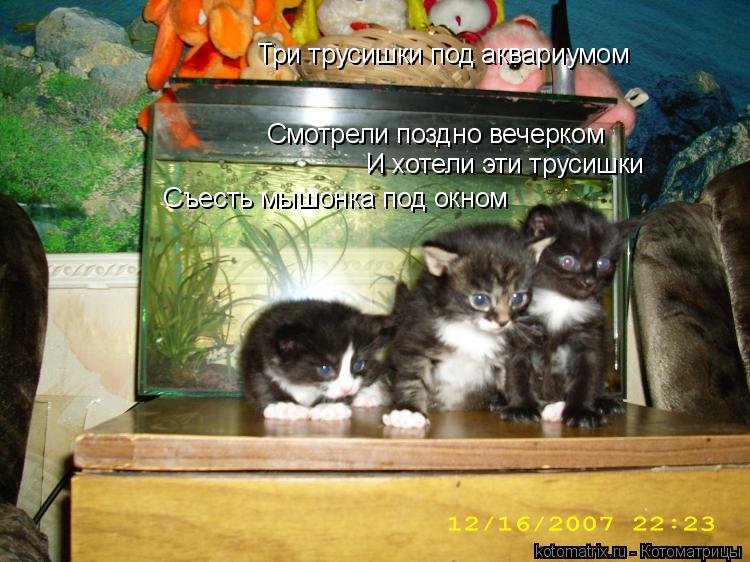 Три трусишки под аквариумом Смотрели поздно вечерком И хотели эти трусишки Съесть мышонка под окном... Котоматрица: Три трусишки под аквариумом Смотрели поздно вечерком И хотели эти трусишки Съесть мышонка под окном