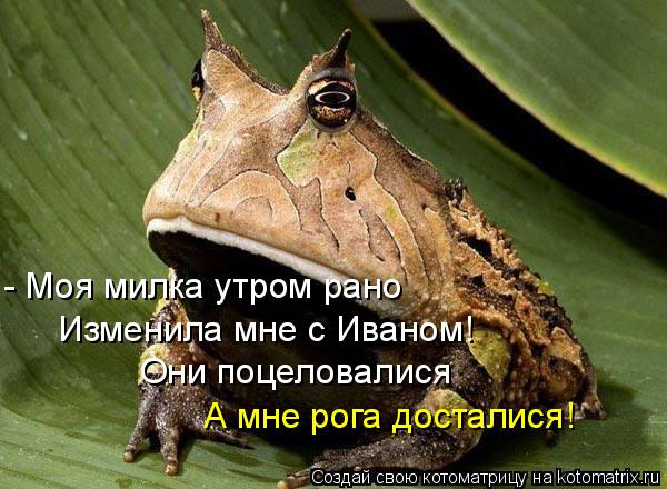 Изменила мне с Иваном! - Моя милка утром рано Они поцеловалися А мне рога досталися!... Котоматрица: Изменила мне с Иваном! - Моя милка утром рано Они поцеловалися А мне рога досталися!