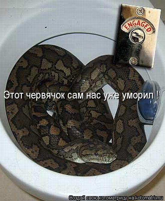 Этот червячок сам нас уже уморил !... Котоматрица: Этот червячок сам нас уже уморил !