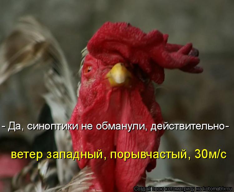 - Да, синоптики не обманули, действительно- ветер западный, порывчастый, 30м/c... Котоматрица: - Да, синоптики не обманули, действительно- ветер западный, порывчастый, 30м/c