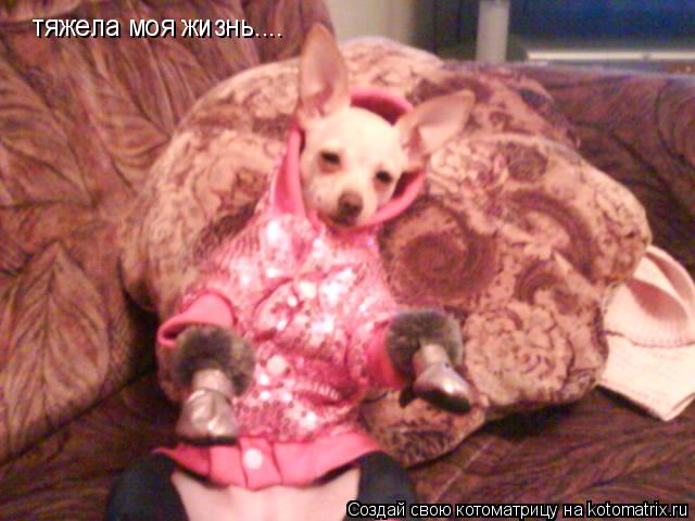 тяжела моя жизнь....... Котоматрица: тяжела моя жизнь....