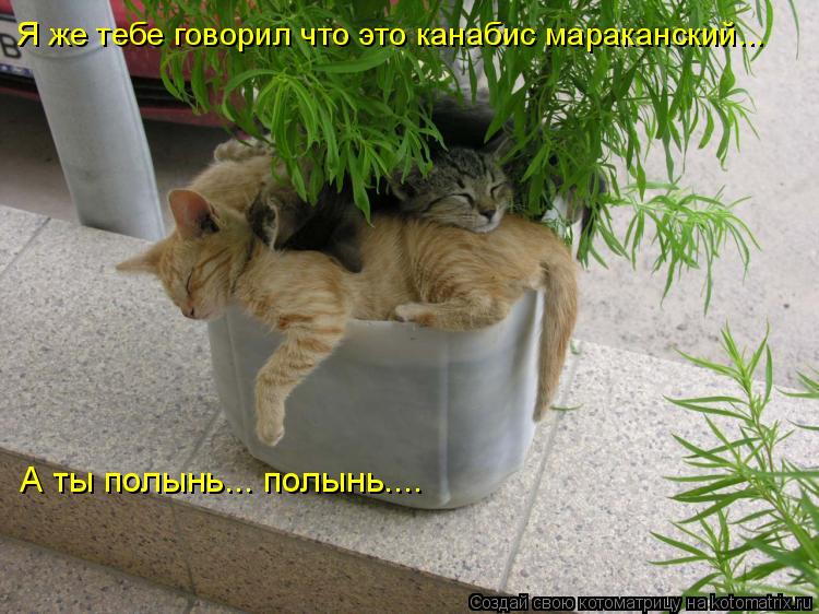 Я же тебе говорил что это канабис мараканский... А ты полынь... полынь....... Котоматрица: Я же тебе говорил что это канабис мараканский... А ты полынь... полынь....