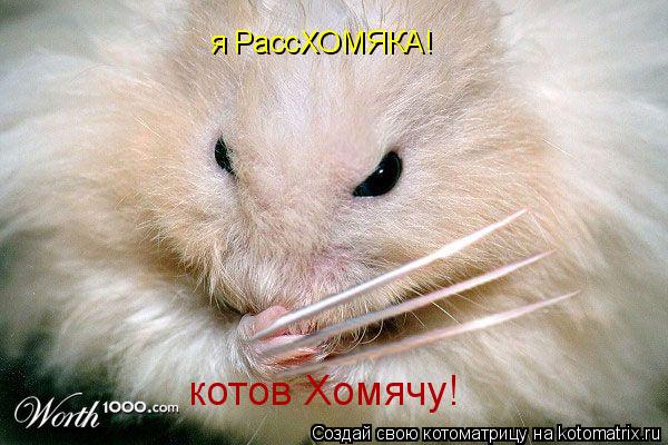 я РассХОМЯКА! котов Хомячу!... Котоматрица: я РассХОМЯКА! котов Хомячу!