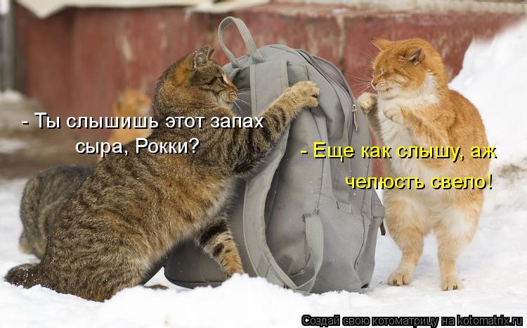 Котоматрица: - Ты слышишь этот запах сыра, Рокки? - Еще как слышу, аж  челюсть свело!