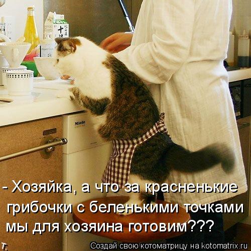 - Хозяйка, а что за красненькие грибочки с беленькими точками мы для хозяина готовим???... Котоматрица: - Хозяйка, а что за красненькие грибочки с беленькими точками мы для хозяина готовим???