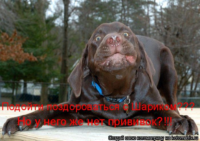 Но у него же нет прививок?!!! Подойти поздороваться с Шариком???... Котоматрица: Но у него же нет прививок?!!! Подойти поздороваться с Шариком???