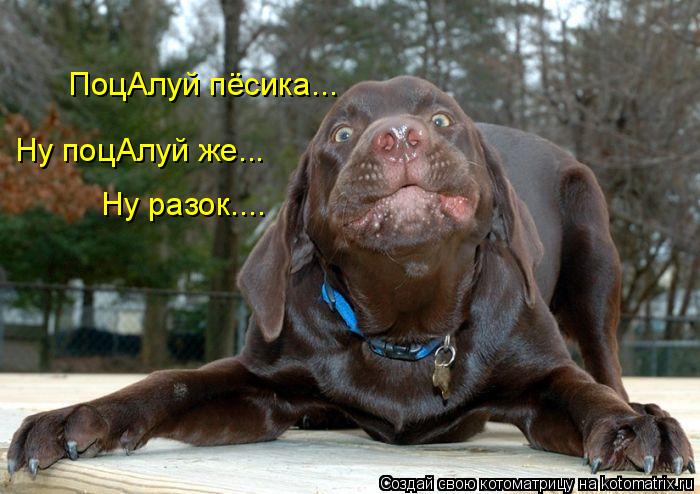 ПоцАлуй пёсика... Ну поцАлуй же... Ну разок....... Котоматрица: ПоцАлуй пёсика... Ну поцАлуй же... Ну разок....