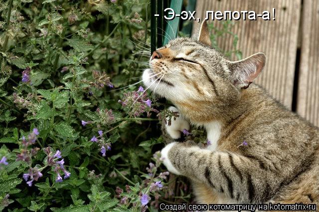 - Э-эх, лепота-а!... Котоматрица: - Э-эх, лепота-а!