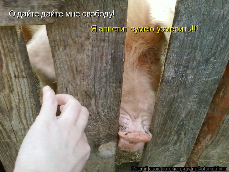О дайте,дайте мне свободу! Я аппетит сумею усмерить!!!... Котоматрица: О дайте,дайте мне свободу! Я аппетит сумею усмерить!!!