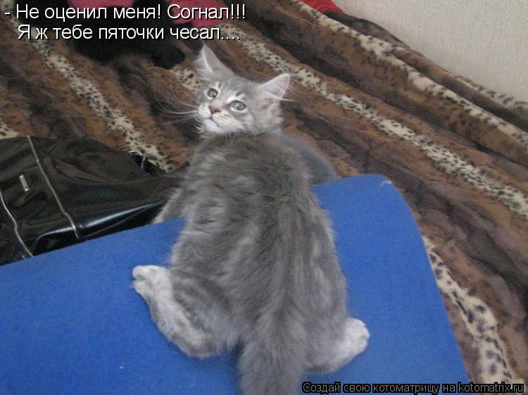 - Не оценил меня! Согнал!!! Я ж тебе пяточки чесал....... Котоматрица: - Не оценил меня! Согнал!!! Я ж тебе пяточки чесал....