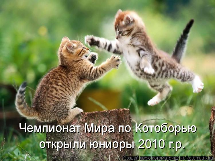 Чемпионат Мира по Котоборью открыли юниоры 2010 г.р.... Котоматрица: Чемпионат Мира по Котоборью открыли юниоры 2010 г.р.