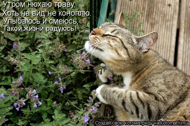 Утром нюхаю траву, Хоть на вид не коноплю. Улыбаюсь и смеюсь, Такой жизни радуюсь!... Котоматрица: Утром нюхаю траву, Хоть на вид не коноплю. Улыбаюсь и смеюсь, Такой жизни радуюсь!