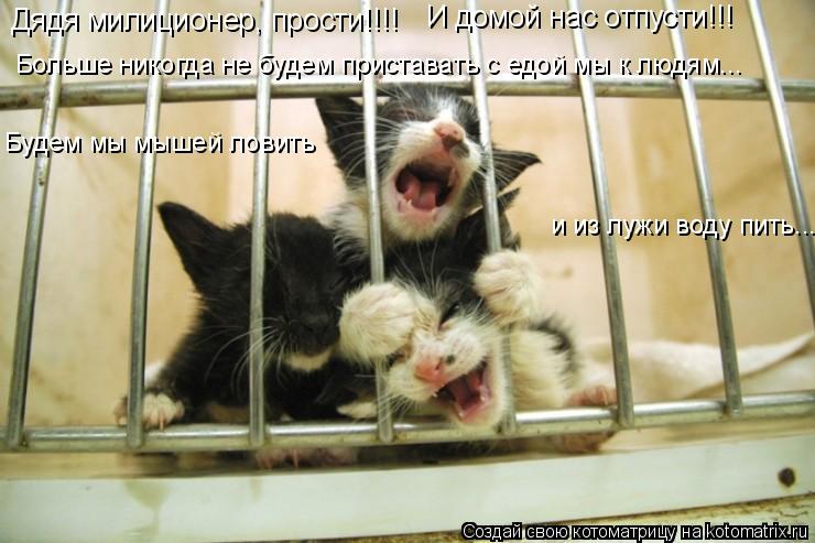 Дядя милиционер, прости!!!! И домой нас отпусти!!! Больше никогда не будем приставать с едой мы к люд... Котоматрица: Дядя милиционер, прости!!!! И домой нас отпусти!!! Больше никогда не будем приставать с едой мы к людям... Будем мы мышей ловить и из лужи воду п