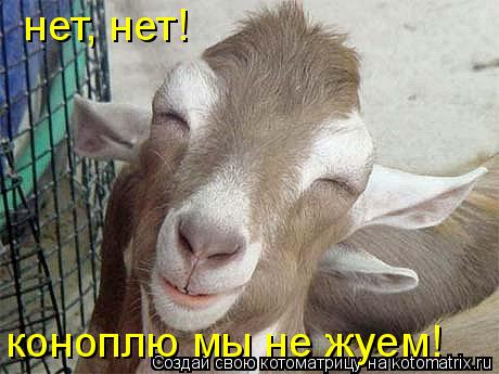 нет, нет! коноплю мы не жуем!... Котоматрица: нет, нет! коноплю мы не жуем!