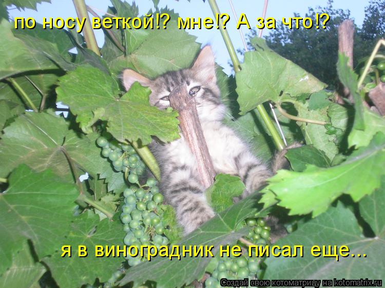 по носу веткой!? мне!? А за что!? я в виноградник не писал еще...... Котоматрица: по носу веткой!? мне!? А за что!? я в виноградник не писал еще...