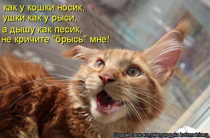 как у кошки носик, ушки как у рыси, не кричите "брысь" мне! а дышу как песик,... Котоматрица: как у кошки носик, ушки как у рыси, не кричите "брысь" мне! а дышу как песик,