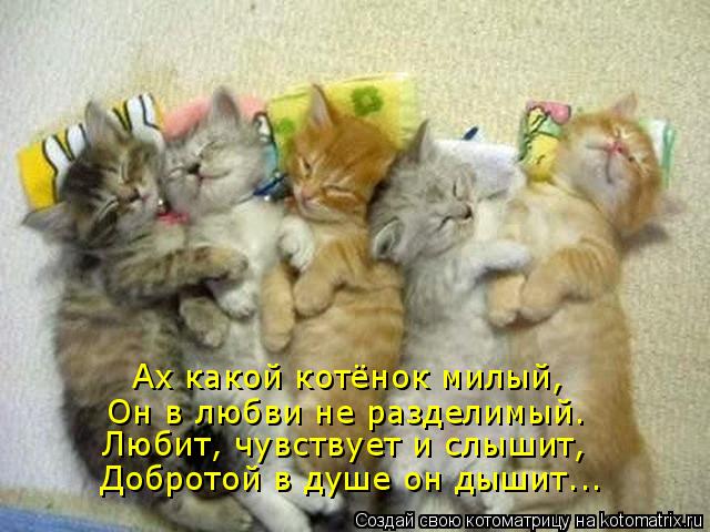 Ах какой котёнок милый, Любит, чувствует и слышит, Добротой в душе он дышит... Он в любви не разделим... Котоматрица: Ах какой котёнок милый, Любит, чувствует и слышит, Добротой в душе он дышит... Он в любви не разделимый.