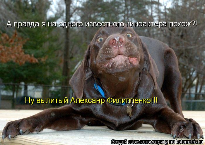 А правда я на одного известного киноактёра похож?! Ну вылитый Алексанр Филиппенко!!!... Котоматрица: А правда я на одного известного киноактёра похож?! Ну вылитый Алексанр Филиппенко!!!