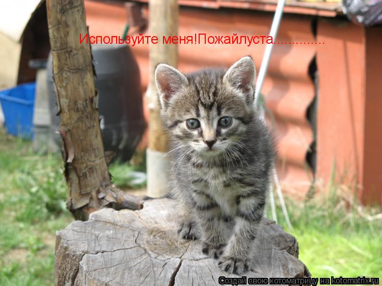 Используйте меня!Пожайлуста................. Котоматрица: Используйте меня!Пожайлуста..............