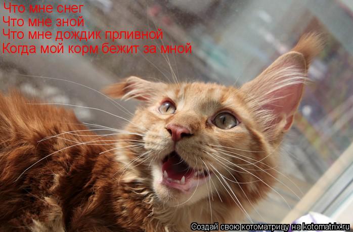 Что мне снег Что мне зной Что мне дождик прливной Когда мой корм бежит за мной... Котоматрица: Что мне снег Что мне зной Что мне дождик прливной Когда мой корм бежит за мной
