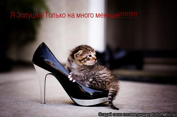 Я Золушка!Только на много меньше!!!!!!!!!!... Котоматрица: Я Золушка!Только на много меньше!!!!!!!!!!
