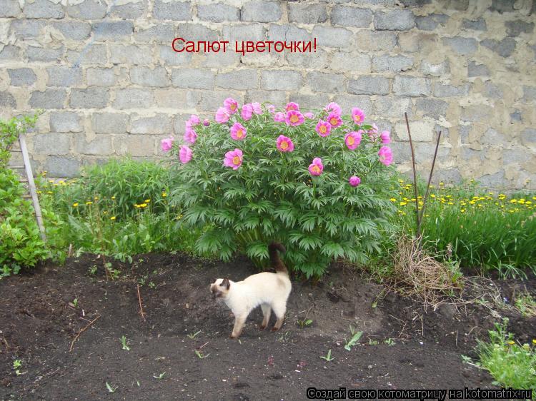 Салют цветочки Салют цветочки!... Котоматрица: Салют цветочки Салют цветочки!